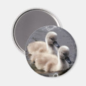 Baby zwanen ronde magneet (Voorkant / Achterkant)