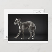 babyblauwe brit briefkaart (Voorkant / Achterkant)