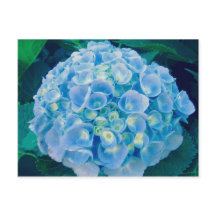 Babyblauwe hydrangea bloom