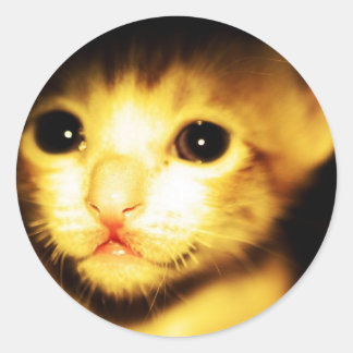 Babycat Ronde Sticker