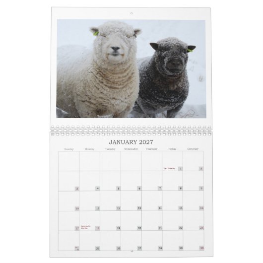 Babydoll Southdown Sheep 2012 NABSSAR-kalender Kalender (Jan 2027)