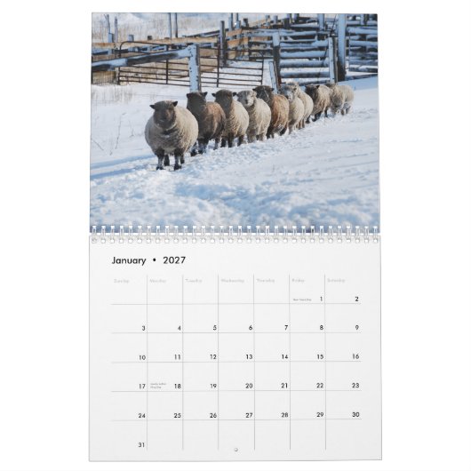 Babydoll Southdown Sheep 2013 NABSSAR-kalender Kalender (Jan 2027)