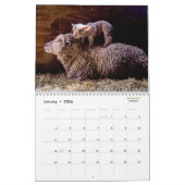 Babydoll Southdown Sheep 2016 NABSSAR Calendar Kalender (Jan 2026)