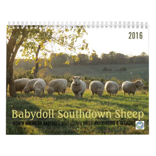 Babydoll Southdown Sheep 2016 NABSSAR Calendar Kalender (Hoes)
