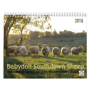 Babydoll Southdown Sheep 2016 NABSSAR Calendar Kalender