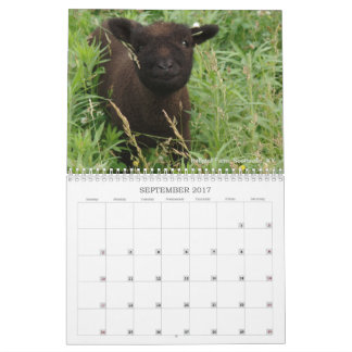 Babydoll Southdown Sheep 2017 NABSSAR Calendar Kalender