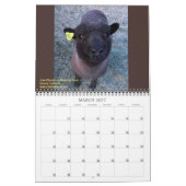 Babydoll Southdown Sheep 2020 Calendrier NABSSAR (Mar 2027)