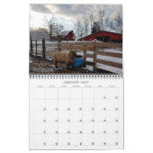 Babydoll Southdown Sheep 2020 Calendrier NABSSAR (Jan 2027)