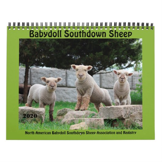 Babydoll Southdown Sheep 2020 Calendrier NABSSAR (Protection)