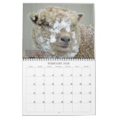 Babydoll Southdown Sheep 2020 Calendrier NABSSAR (Feb 2026)