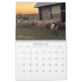 Babydoll Southdown Sheep 2021 Calendrier NABSSAR (Feb 2026)