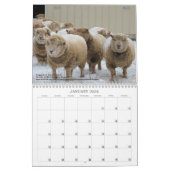 Babydoll Southdown Sheep 2021 Calendrier NABSSAR (Jan 2026)