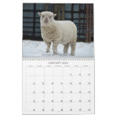 Babydoll Southdown Sheep 2022 Calendrier NABSSAR (Jan 2026)