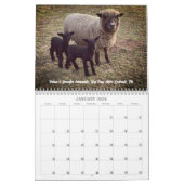 Babydoll Southdown Sheep 2023 NABSSAR Calendar Kalender (Jan 2026)
