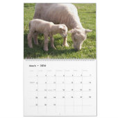 Babydoll Southdown Sheep Calendrier (Mar 2026)