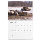 Babydoll Southdown Sheep Calendrier (Feb 2027)