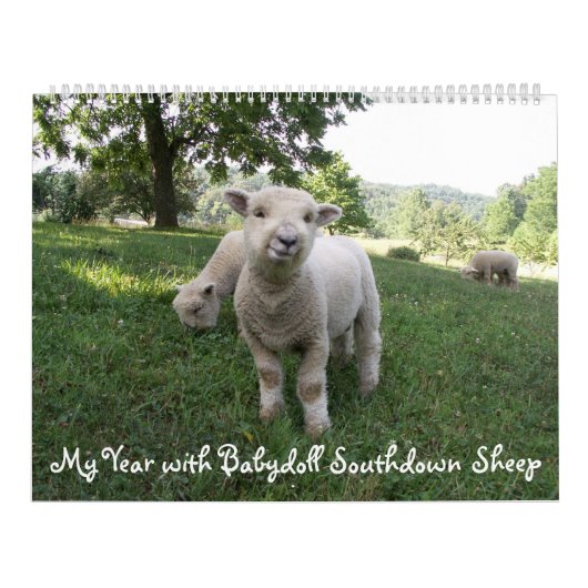 Babydoll Southdown Sheep Calendrier (Protection)