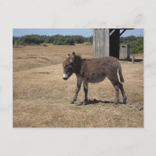 Babydonkey foal briefkaart (Voorkant)