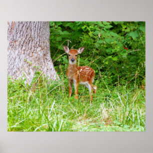 Babyhert in het bos natuurfotografie poster