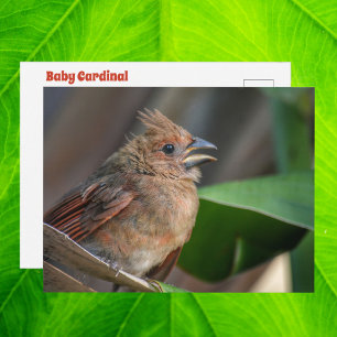 Babyvogel Kardinaal Wilde Natuur Schattige Foto Briefkaart