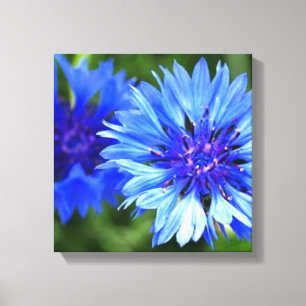 Bachelor Buttonnen Canvas Afdruk
