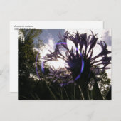 bachelorknop zon briefkaart (Voorkant / Achterkant)