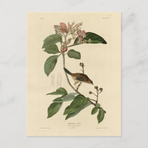Bachman's Finch (Sparrow) Audubon Birds of America Briefkaart