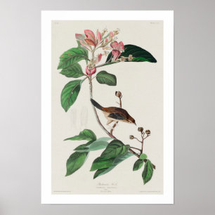 Bachman's Finch van Audubon Poster