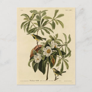 Bachman's Warbler, uit Audubon's Birds of America Briefkaart