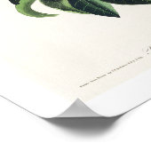 Bachman's Warbler van het Poster Audubon (Hoek)