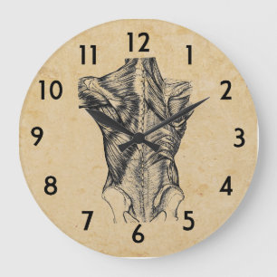 -backanatomie grote klok