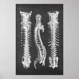 Backbone Vertebrae Anatomy Print no.2
