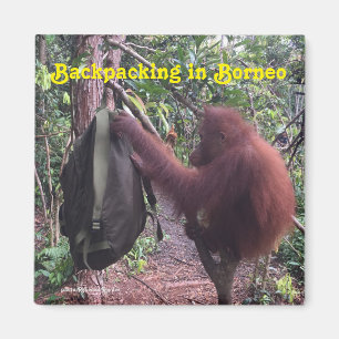 Backpackaging Borneo Orangutan Magneet
