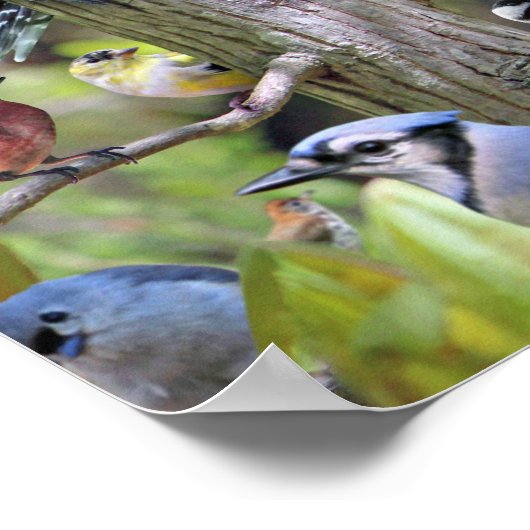 Backyard Bird Poster (Coin)