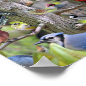 Backyard Bird Poster (Coin)