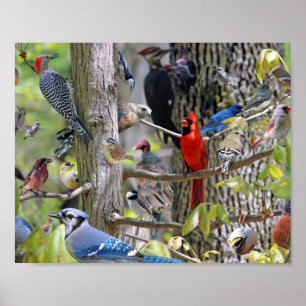 Backyard Bird Poster