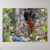 Backyard Bird Poster (Devant)
