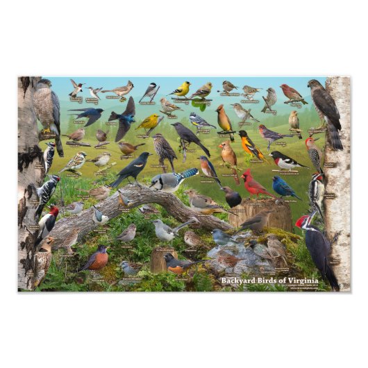 Backyard Birds of Virginia 17"x11" Foto Afdruk (Voorkant)