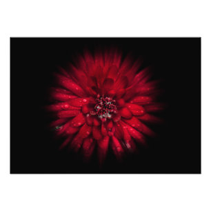 Backyard Flowers No 45 Color Flow Versie Foto Afdruk