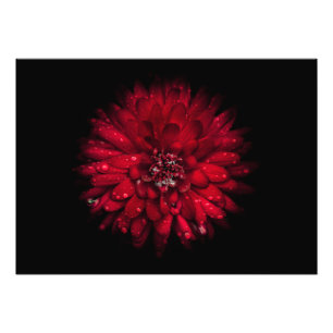 Backyard Flowers No 45 Color Version Foto Afdruk