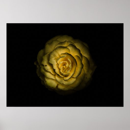 Backyard Flowers No 85 Color Version Poster (Voorkant)