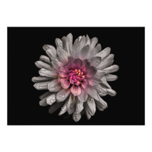 Backyard Flowers No. 91 Color Version Foto Afdruk