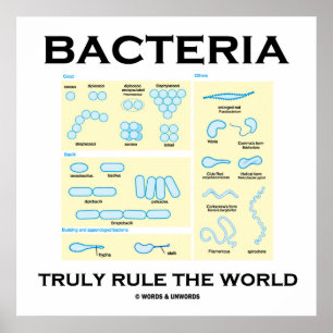 Bacteria regelt de wereld echt (morfologie) poster