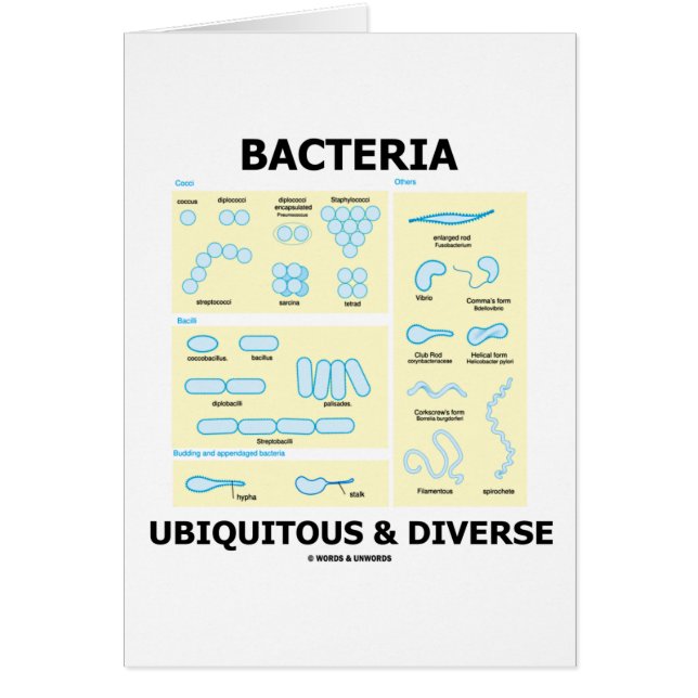 Bactéries omniprésentes et diverses (formes et (Devant)