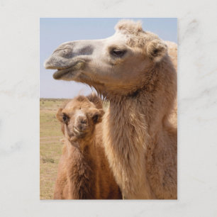 Bactrian Camel Portrait Briefkaart