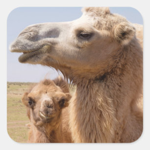 Bactrian Camel Portrait Vierkante Sticker