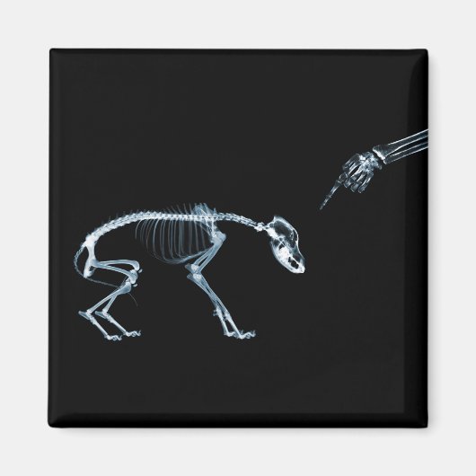 Bad Dog Xray Skeleton Black Blue Magneet (Voorkant)