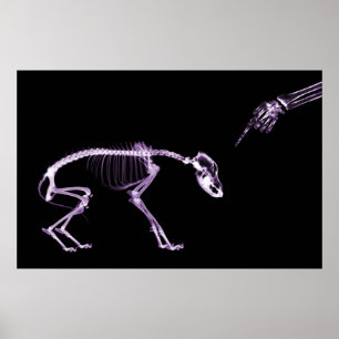 Bad Dog Xray Skeleton Black Paars Poster