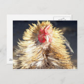 Bad Hair Day Briefkaart (Voorkant / Achterkant)