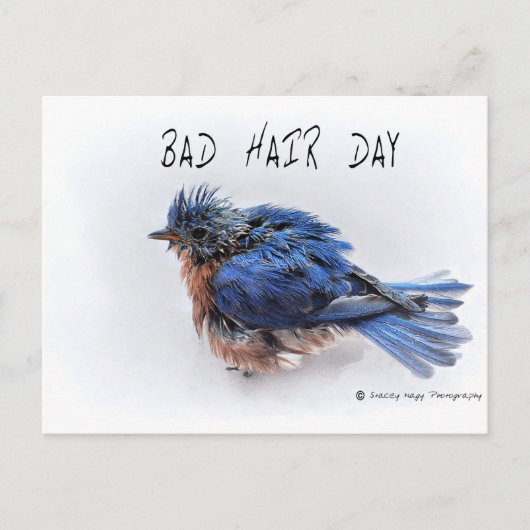 Bad Hair Day Briefkaart (Voorkant)